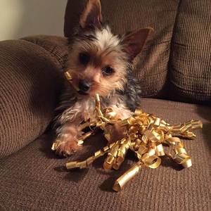 Meet your Posher, Joy